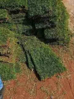 Evergreen grass fresh from the farm