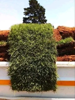 Evergreen grass fresh from the farm