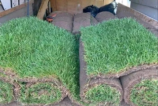 Evergreen grass fresh from the farm