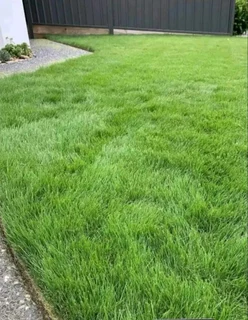 Evergreen grass fresh from the farm