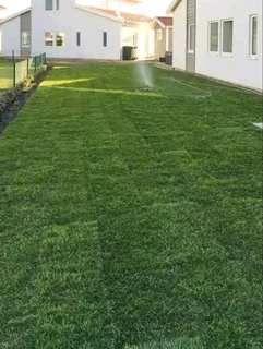 instant lawn