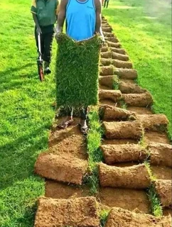 instant lawn