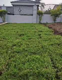 instant lawn