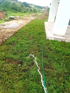 Evergreen grass fresh from the farm