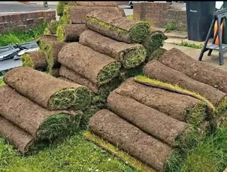 Evergreen grass fresh from the farm