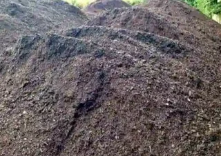 Evergreen grass fresh from the farm