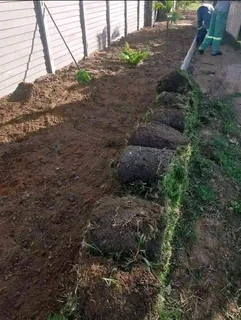 Evergreen grass fresh from the farm