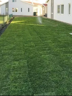 Evergreen grass fresh from the farm