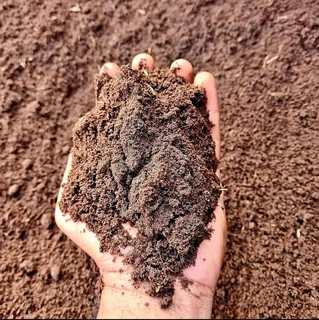 Evergreen grass fresh from the farm