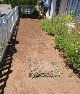 Evergreen grass fresh from the farm