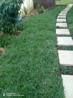 Evergreen grass