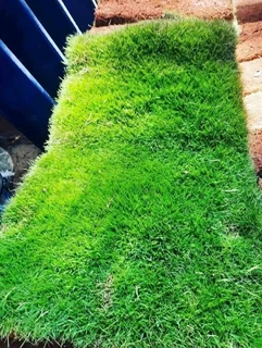 instant grass