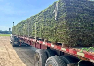 Evergreen grass fresh from the farm