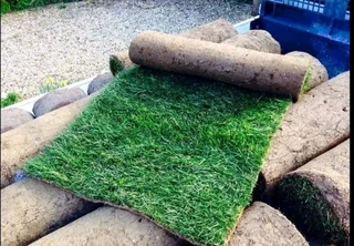 Evergreen grass fresh from the farm