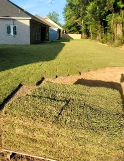 Evergreen grass fresh from the farm