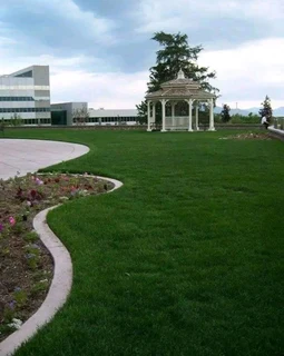 Evergreen grass fresh from the farm