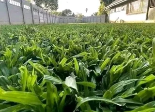 Evergreen grass fresh from the farm