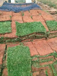 instant grass