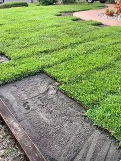 instant grass