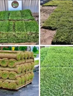 Evergreen grass fresh from the farm