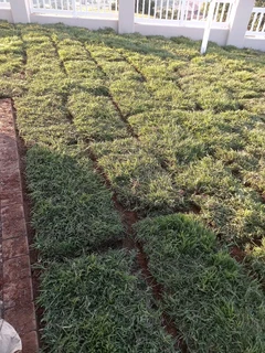 instant grass