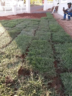 instant grass