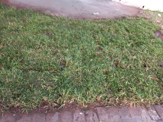 Evergreen grass