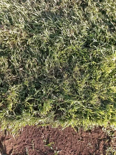 instant grass