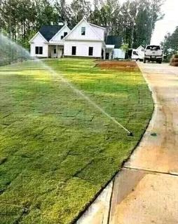 instant grass