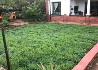instant grass