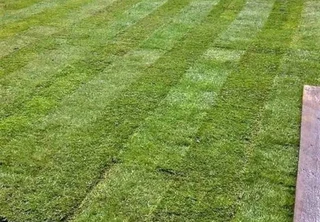 Evergreen grass fresh from the farm