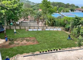 Evergreen grass fresh from the farm