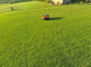 instant grass