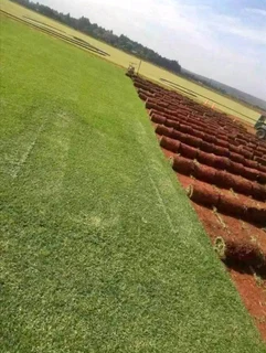 instant grass