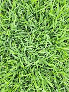 instant grass