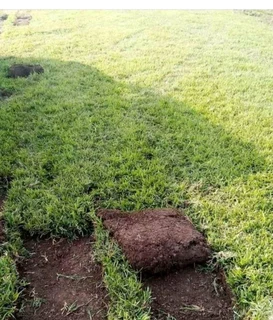 instant lawn