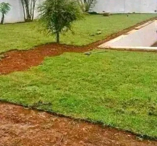 instant grass