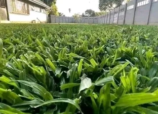 instant grass