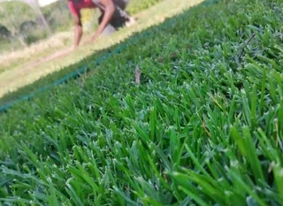 Evergreen grass fresh from the farm