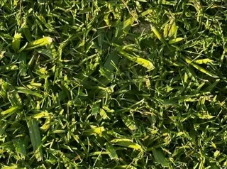 Evergreen grass