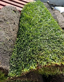 Evergreen grass