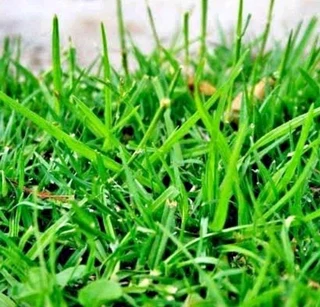 Evergreen grass