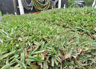 Evergreen grass