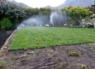 Evergreen grass fresh from the farm