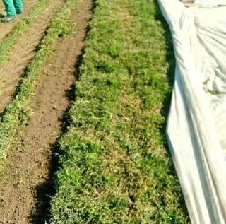 Evergreen grass fresh from the farm