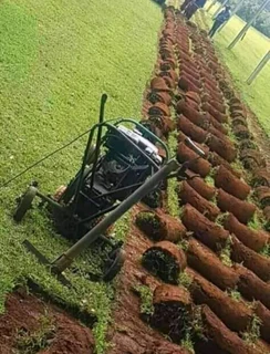 Evergreen grass fresh from the farm