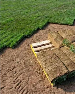 Evergreen grass fresh from the farm