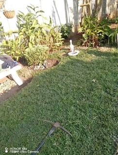 Evergreen grass fresh from the farm