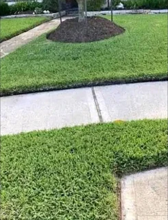instant grass