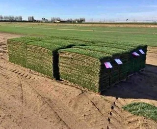 instant grass
